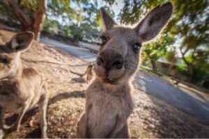 Kangaroo Day | Your OSHC | Camp Australia